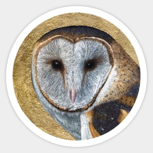 Barn owl Sticker